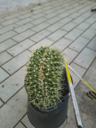 Esemplare cuscino della - esemplare,