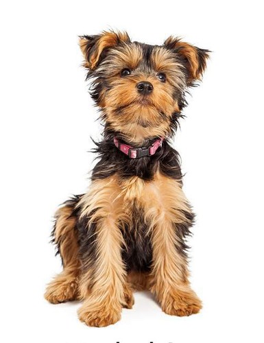 Hunde aufkleber sticker - hunde,