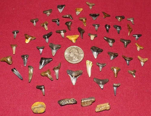 Lotto denti di - 50+,