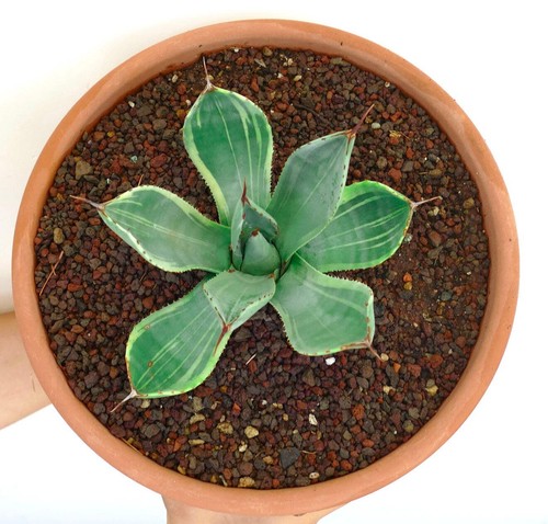 Agave parryi var truncata - var.,