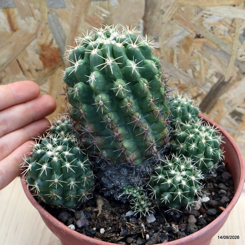 Thelocactus leucacanthus vaso - thelocactus,