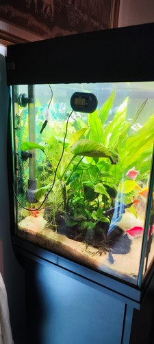 Vendo acquario juwell 125 - acquario,