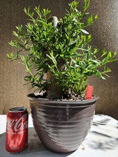 Old European Olive Bonsai