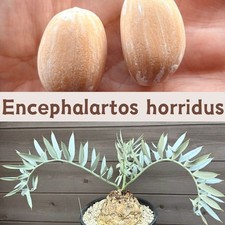 Semi di Encephalartos