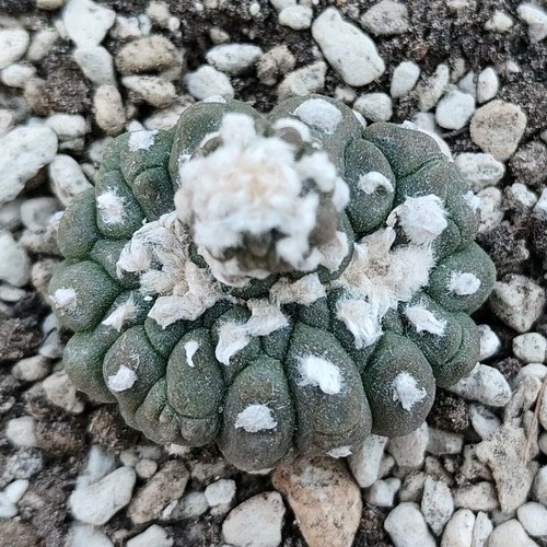 Astrophytum kikko lizard - astrophytum,