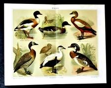 1897 OLD PRINT: ANATRE..VARIA TIPOLOGIA - ENTEN.CROMOLITOGRAFIA.ETNA