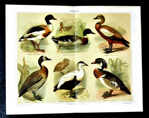 1897 old print - 1897, print: