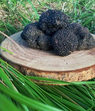 Tartufo nero estivo fresco - nero,