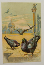 cg722 cartolina cpa  a rilievo coppia di uccelli