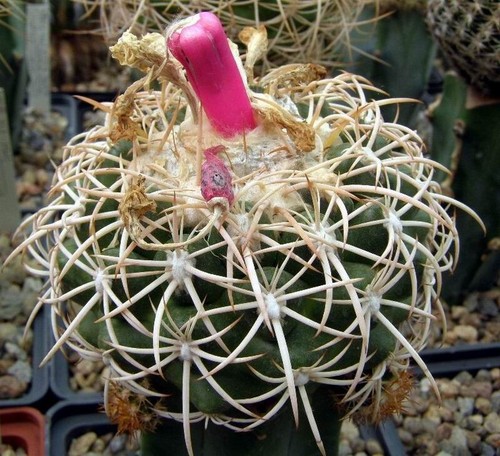 Discocactus petr halfarii mh - discocactus,