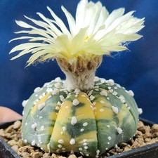 Astrophytum asterias