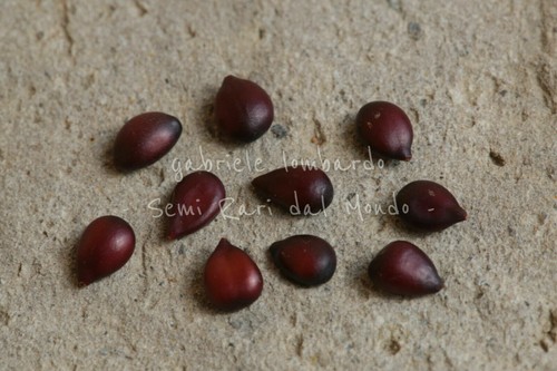 Cotogno giapponese - cotogno,