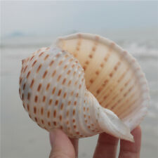 Naturale Conchiglia Cover Acquario Pesce Tender Ornamento Orizzontale Mare Snail