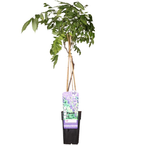 Pioggia blu wisteria - blu,