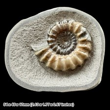 Oistoceras Ammonite Fossil