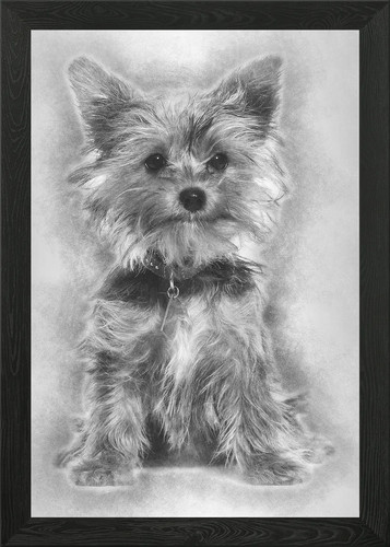 Yorkshire terrier cucciolo - , si