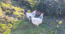 10 uova fertili sussex razza
