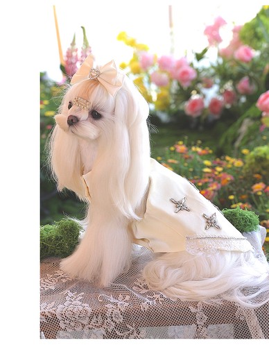 Vestito per cani stella - cani, strass