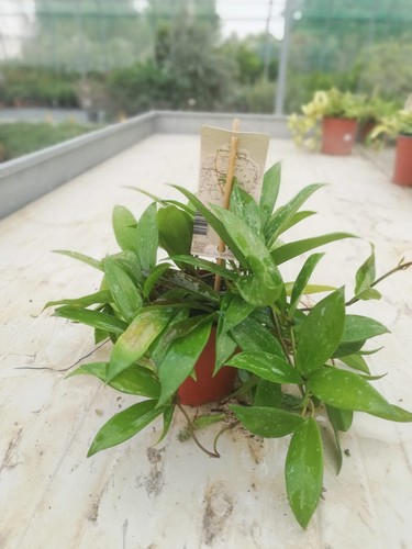Hoya carnosa v12 - hoya,
