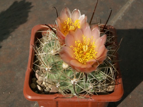 Sclerocactus pubispinus - , /