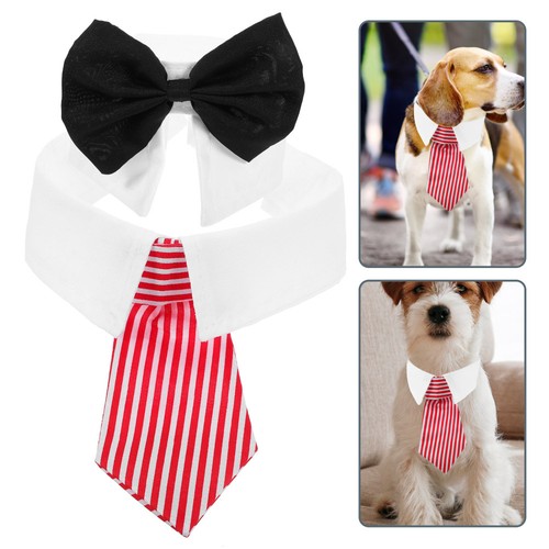 Collarino cane collare - cane,