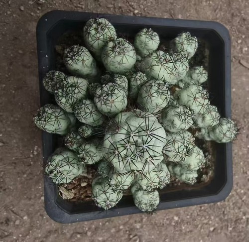 Ortegocactus macdougalli
