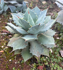 AGAVE POTATORUM VERSCHAFFELTII