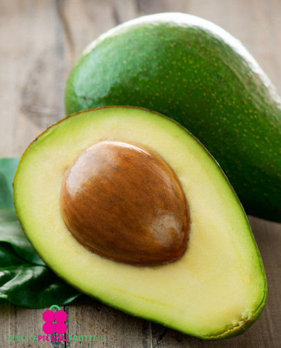 Pianta avocado persea - avocado,