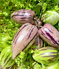 100 purple pepino seedss - pepino,