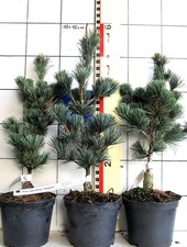 Pinus parviflora "Negishi" ---