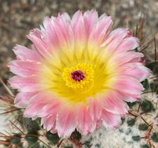 NOTOCACTUS ROSEOLUTEUS -