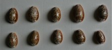 10 CONCHIGLIE DA COLLEZIONE " CYPRAEA HELVOLA "