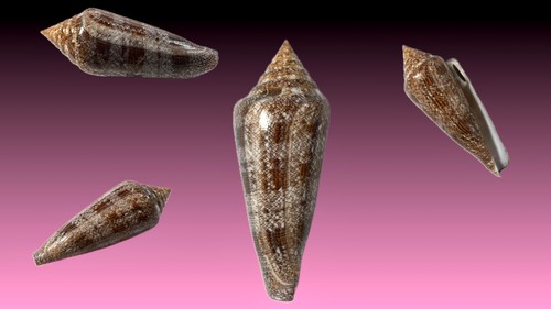 Conidae conus gloriamaris - conidae,,