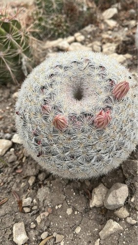 Mammillaria candida cm - candida, 12