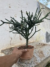 Bonsai euphorbia tirucalli - bonsai,