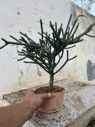Bonsai euphorbia tirucalli - bonsai,