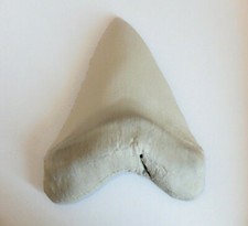 14 cm dente di Megalodon gigante (Replica made in Italy)