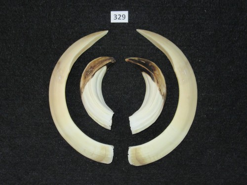 Pistola cinghiale - (n., 329)