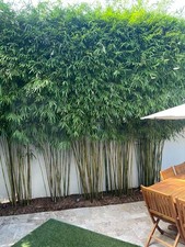 Graceful Bamboo - Bambusa