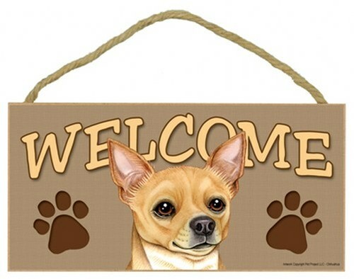 Welcome chihuahua - welcome,