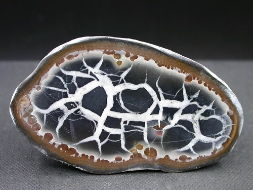 Septaria maroc 5 - -, x