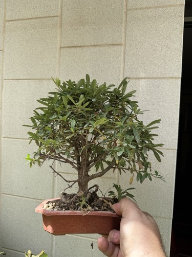Piracanta bonsai shohin - -,