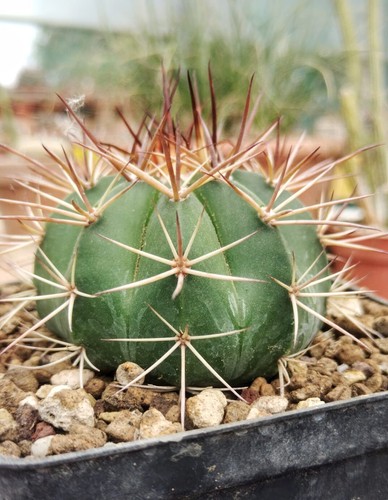 Melocactus salvadorensis