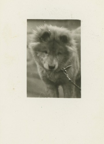 Carino chow - carino, cane