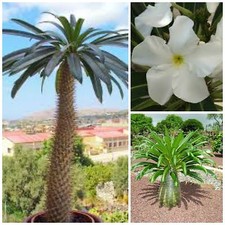 10 semi di pachypodium lamerei , Palma del Madagascar, piante grasse 