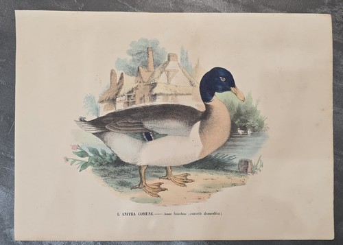 Litografia originale 1863 - c.,