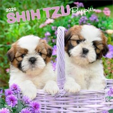 Shih Tzu Puppies | Calendario da Parete Quadrato 2026 12x24" | Senza Plastica