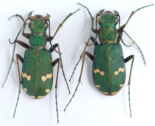 Carabidae cicindelinae - carabidae,,