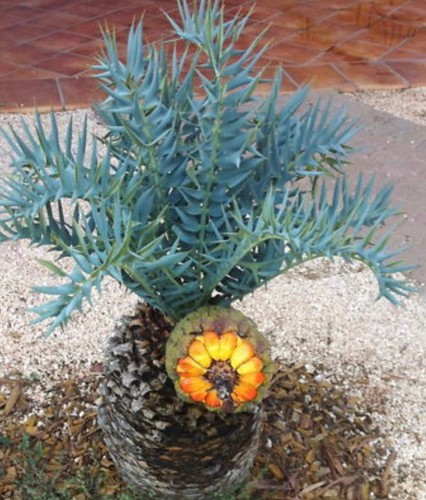 Encephalartos horridus seeds - horridus,