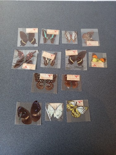 Lotto farfalle collezione - 13,